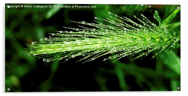  Sweet Vernal grass Acrylic by Marie Castagnoli