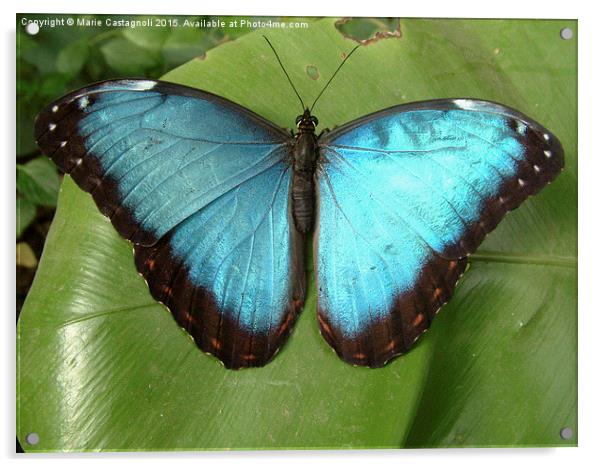  Blue Morpho Butterfly Acrylic by Marie Castagnoli