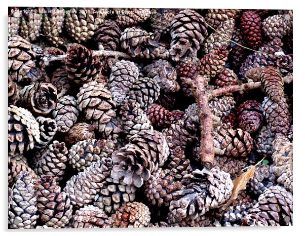    Pine Cones Acrylic by Marie Castagnoli