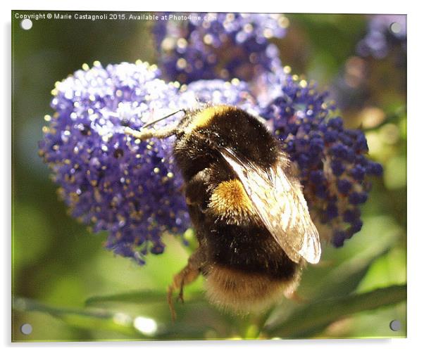  Honey To the Bee Acrylic by Marie Castagnoli
