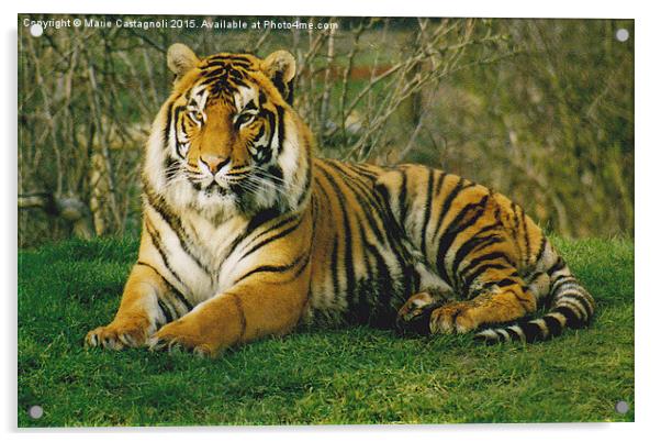  Large Male Bengal Tiger Acrylic by Marie Castagnoli