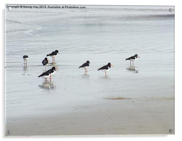 Oystercatchers Lineup Acrylic by Mandy Hay