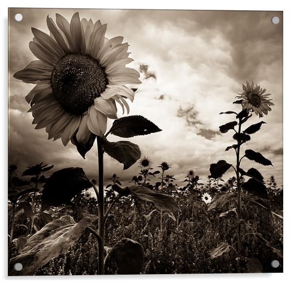 Sunflowers Acrylic by Paula Puncher