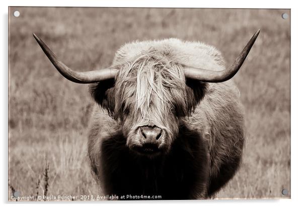 Highland Cow Stare Acrylic by Paula Puncher