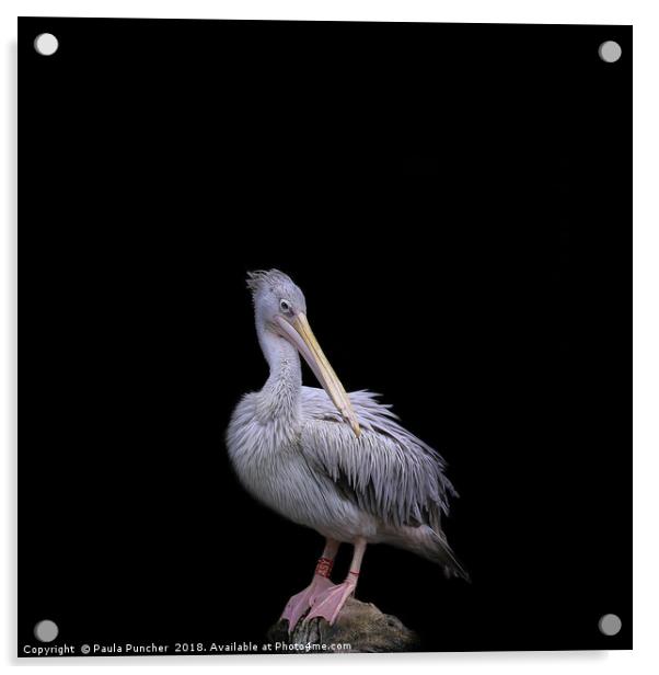 Pelican  Acrylic by Paula Puncher