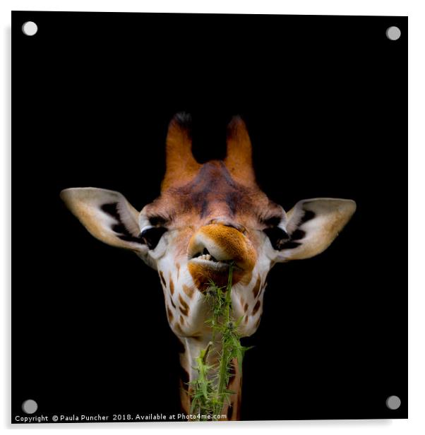  Giraffe Portrait Acrylic by Paula Puncher