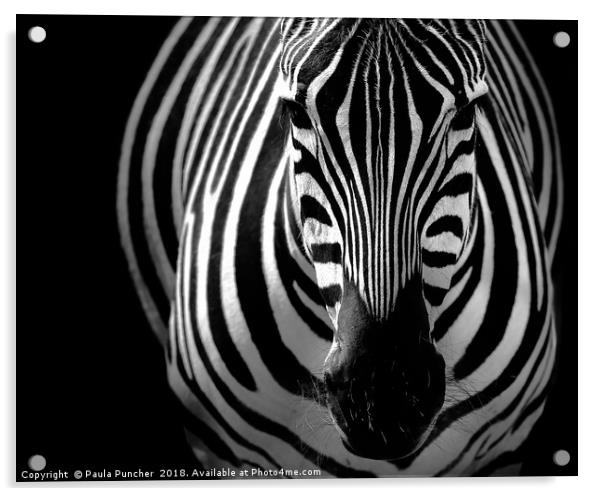Zebra portrait Acrylic by Paula Puncher