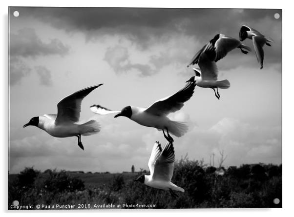 Gulls Acrylic by Paula Puncher