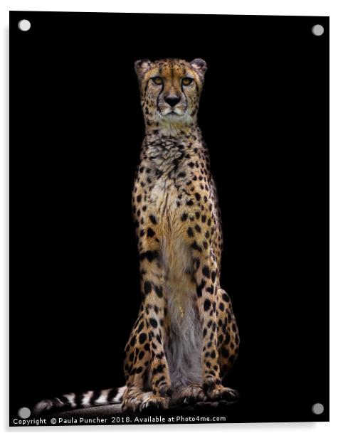 Cheetah Acrylic by Paula Puncher