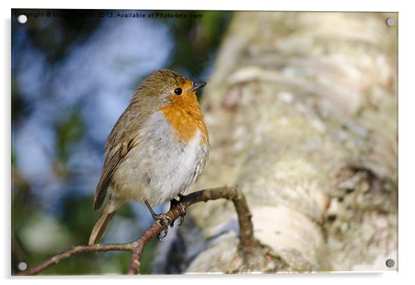 Robin Acrylic by Mary Fletcher