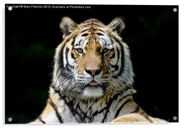 Tiger, Tiger! Acrylic by Mary Fletcher
