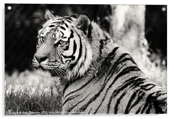 Tiger in Black and White Acrylic by Mary Fletcher