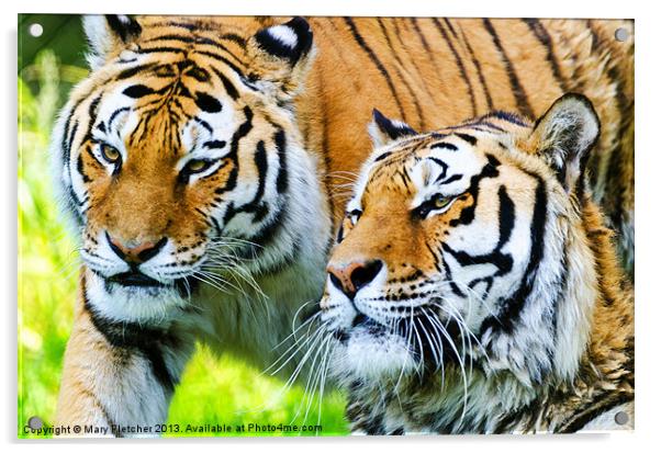 Two Tigers Acrylic by Mary Fletcher