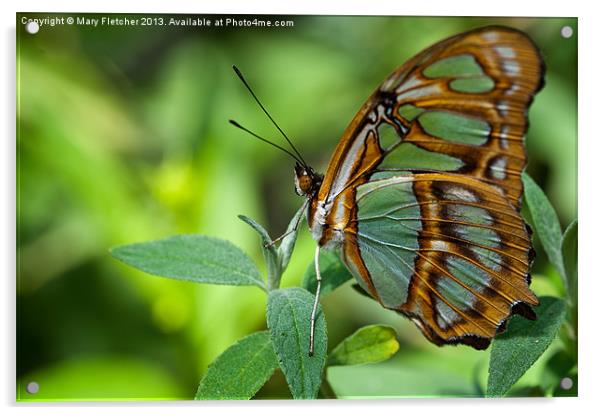 Malachite Butterfly Acrylic by Mary Fletcher