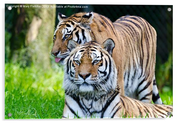 A Pair of Tigers Acrylic by Mary Fletcher