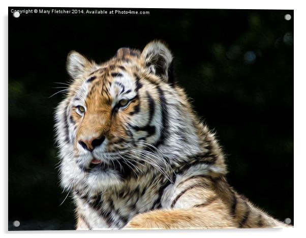 Tiger, Tiger Acrylic by Mary Fletcher