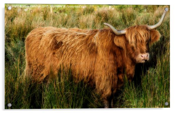  Highland Cow Acrylic by Mary Fletcher