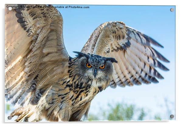  Eastern Siberian Eagle Owl Acrylic by Mary Fletcher