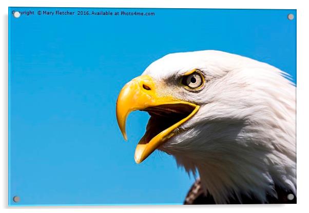 American Bald Eagle Acrylic by Mary Fletcher