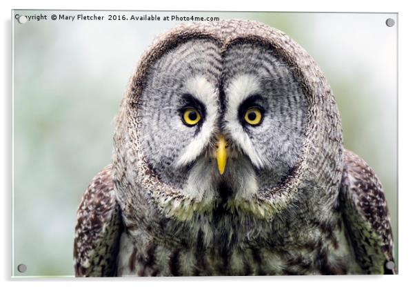 Great Grey Owl (Strix nebulosa) Acrylic by Mary Fletcher