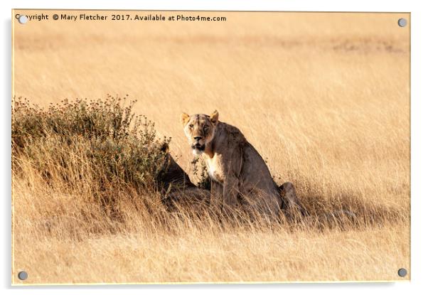 The Lioness Awakes Acrylic by Mary Fletcher