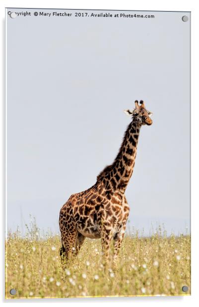 Giraffe Acrylic by Mary Fletcher