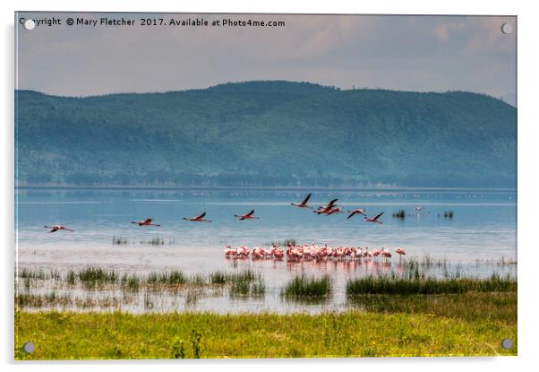 Flamingos on Lake Nakuru Acrylic by Mary Fletcher