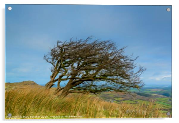 Windswept Tree Acrylic by Mary Fletcher