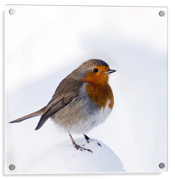A Snowy Perch for Robin Acrylic by Pauline Lewis