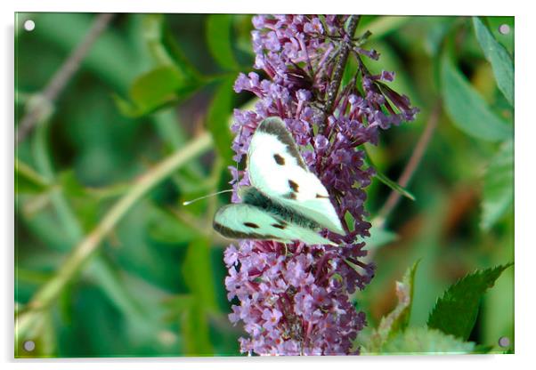 White Butterfly on Purple Flower 3 Acrylic by Don Rorke