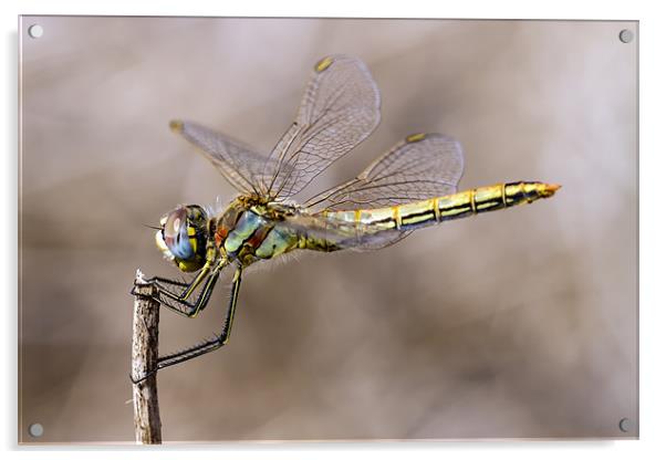 dragonfly Acrylic by Kelvin Rumsby