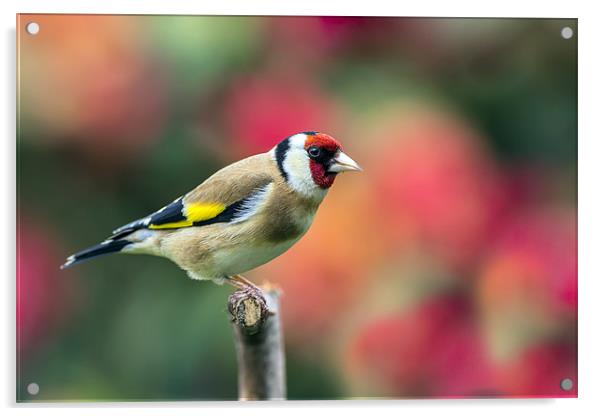 goldfinch Acrylic by Kelvin Rumsby