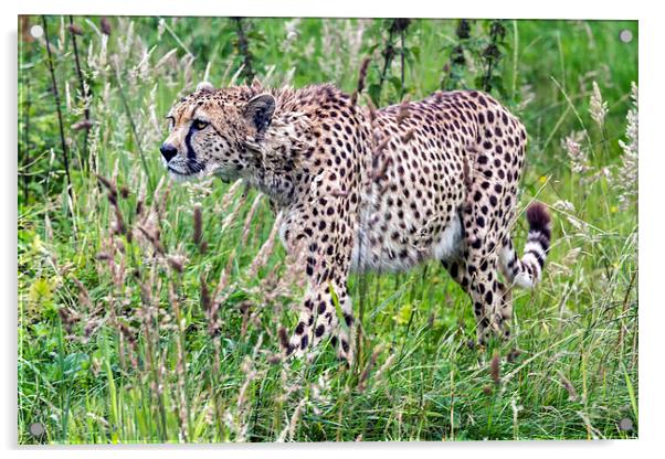  cheetah Acrylic by Kelvin Rumsby