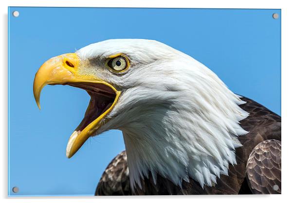 bald eagle Acrylic by Kelvin Rumsby