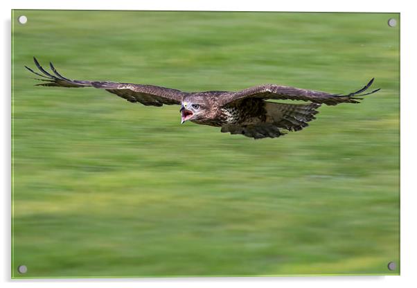  buzzard, attack Acrylic by Kelvin Rumsby