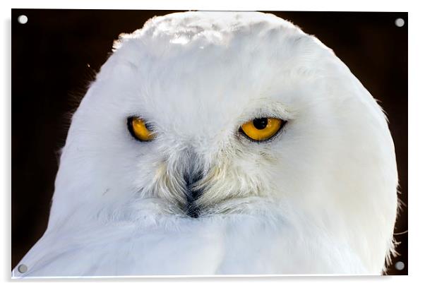  snowy owl Acrylic by Kelvin Rumsby