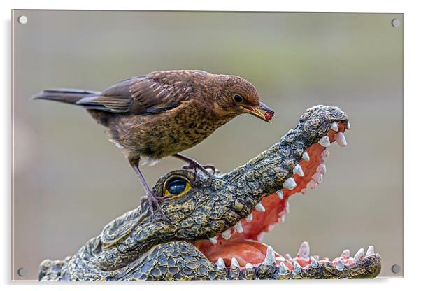  croc feeder Acrylic by Kelvin Rumsby