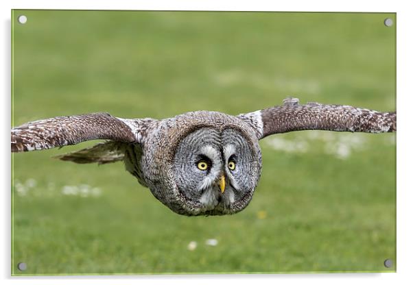  great grey owl Acrylic by Kelvin Rumsby