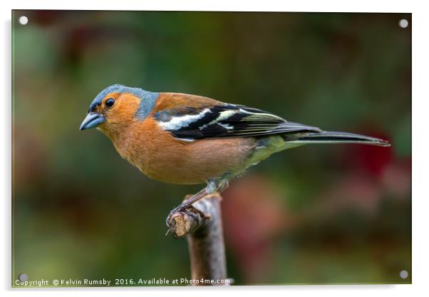 Chaffinch Acrylic by Kelvin Rumsby