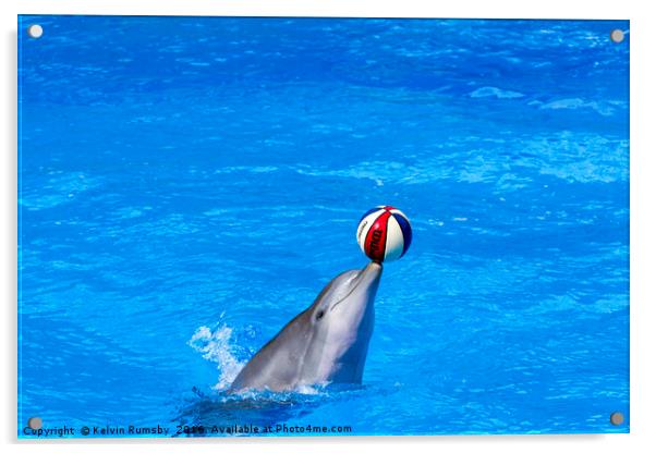 dolphin display Acrylic by Kelvin Rumsby