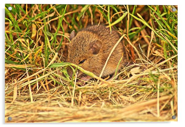 Little Vole Acrylic by Chris Wooldridge