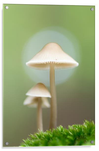Family of Mushrooms Acrylic by Maxim van Asseldonk