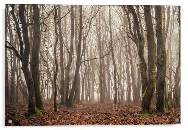 Ashdown Forest Acrylic by sam moore