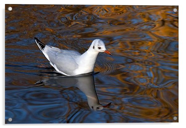 Black-headed Gull Floating on Reflections Acrylic by Ian Duffield