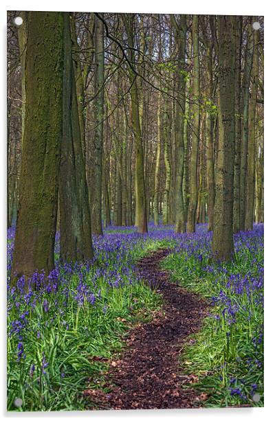 Walk Through Bluebells at Ashridge Acrylic by Ian Duffield