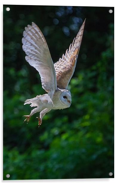 Barn Owl Passing Acrylic by Ian Duffield