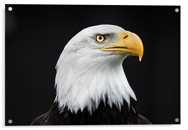 Majestic Bald Eagle Acrylic by Ian Duffield