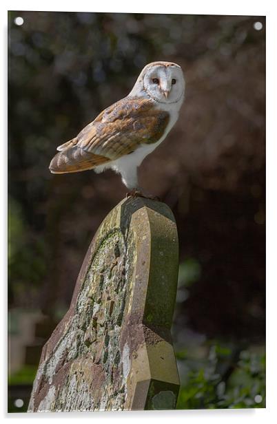 Barn Owl on Headstone Acrylic by Ian Duffield