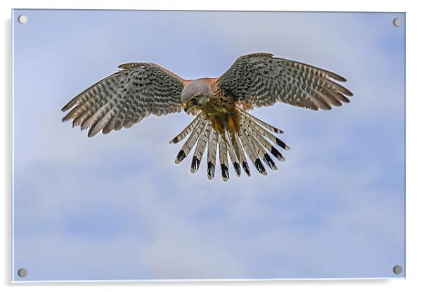 Windhover (Kestrel) in the sky Acrylic by Ian Duffield