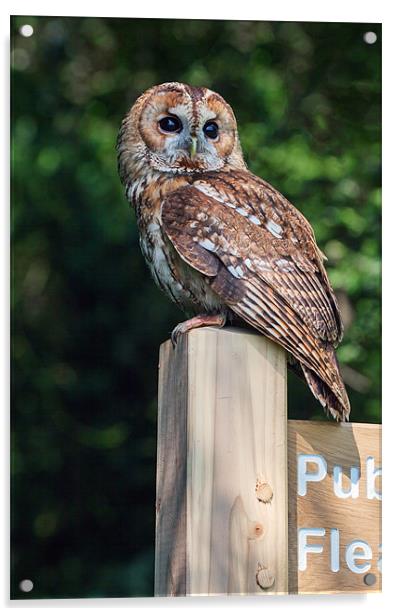Tawny Owl on signpost Acrylic by Ian Duffield